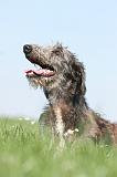 DEERHOUND 026